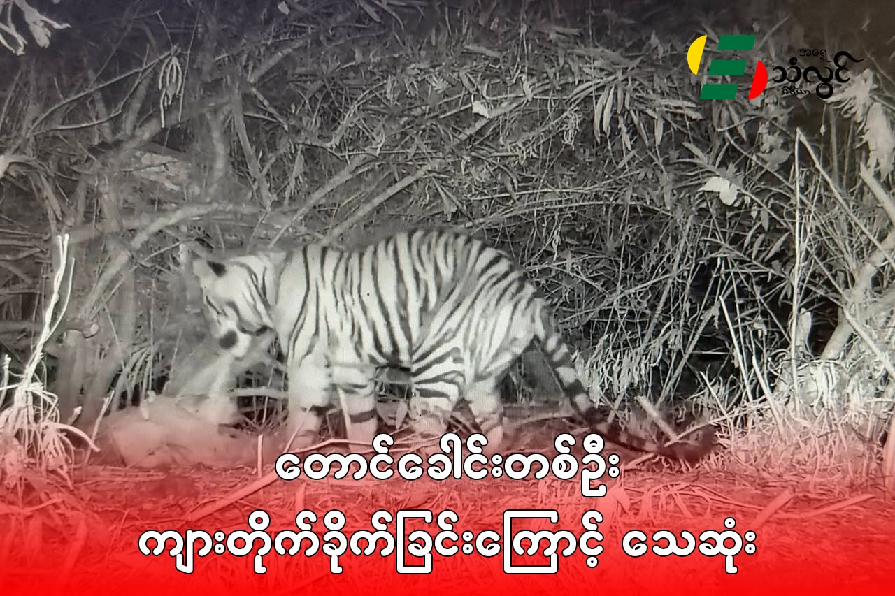 တောခေါင်းတစ်ဦး ကျားတိုက်ခိုက်ခြင်းကြောင့် သေဆုံး