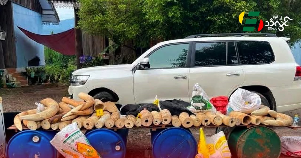 လာအိုမှာ တားမြစ်ထားတဲ့ တောရိုင်းတိရစ္ဆာန် အစိတ်အပိုင်းတွေ ရောင်းဝယ်နေသူ (၁၁) ဦး ဖမ်းဆီးခံရ