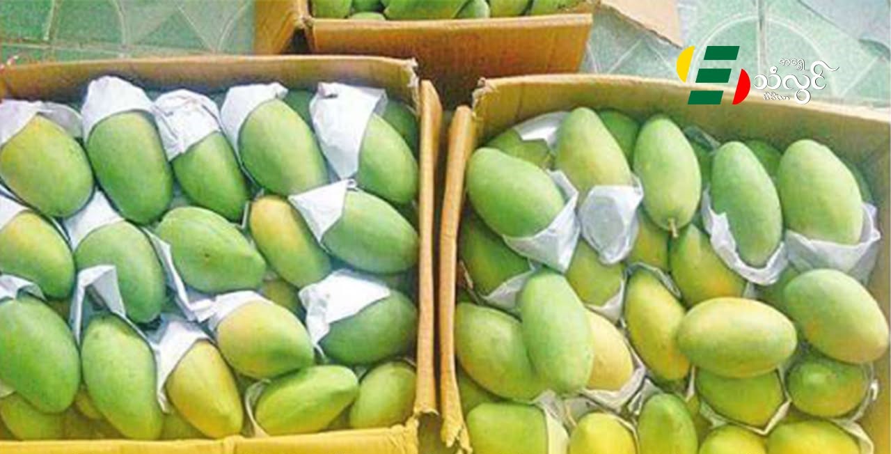 ရှမ်းအရှေ့ တာချီလိတ်မြို့နယ်မှာ ထိုင်းဘက်က ဝင်ရောက်လာတဲ့ သရက်သီးတွေ ဈေးနှုန်းမြင့်တက်